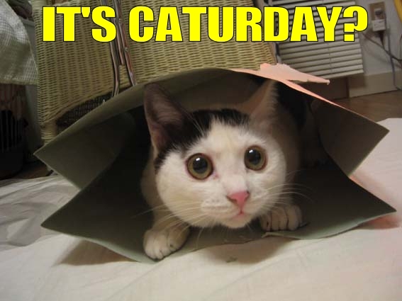 Namn:  Caturdaycat.jpg
Visningar: 834
Storlek:  89,7 KB