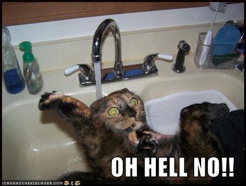 Namn:  funny-pictures-cat-scared-sink-water1.jpg
Visningar: 400
Storlek:  29,2 KB