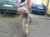 Min honda MT med 125cc MTX8 motor