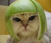 Skalmans avatar
